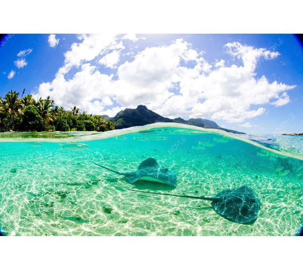 Moorea Rays