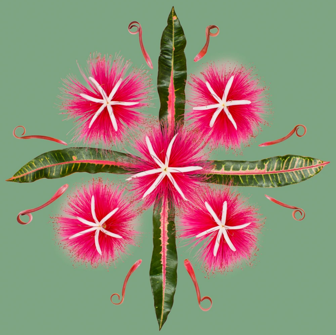Pink Limu
