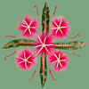 Pink Limu